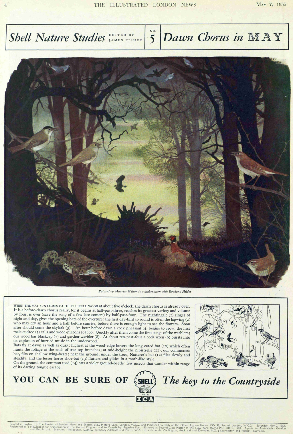 shell may dawn chorus